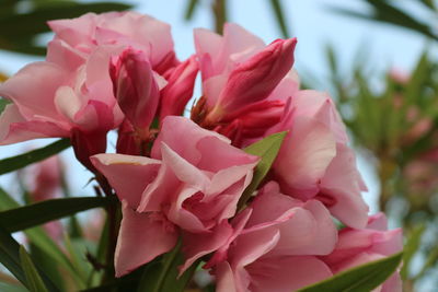 Close-up of pink rose flower