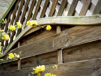 Close-up of yellow flowers