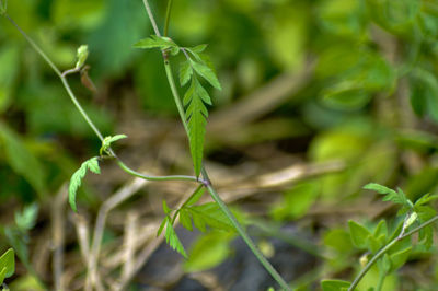 Close-up of plant growing on field