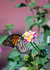 butterfly