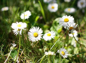 Close-up of daisies blooming on field