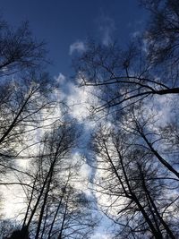 Low angle view of trees against sky