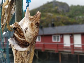 Close-up of fish hanging outdoors