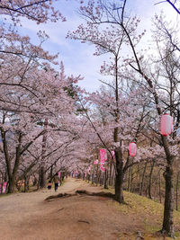 Pink cherry blossoms in park