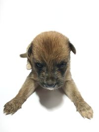 Close-up of a dog over white background