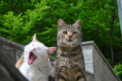 Two european cats outside a building.