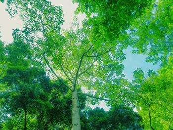 Low angle view of trees in forest
