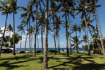 Coconut palm trees at the coast of virgin beach, karangasem district, bali, indonesia.