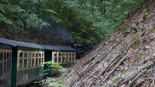 View of abandoned house in forest