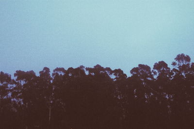 Trees against clear sky during sunset