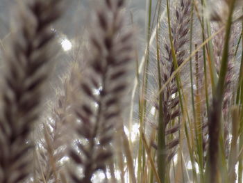 Close-up of stalks in field