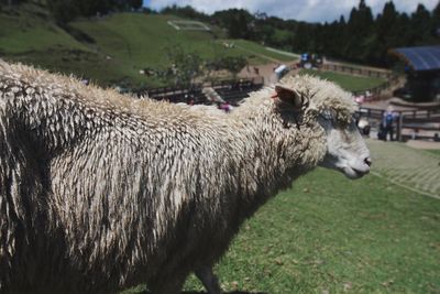 Sheep on field