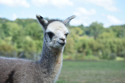 Close-up portrait of a alpaca on field