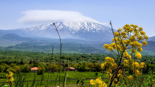 Scenic view of agricultural field against sky