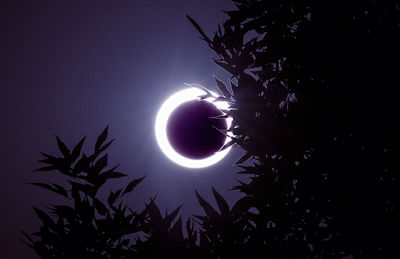 Low angle view of silhouette tree against annular solar eclipse in sky at night