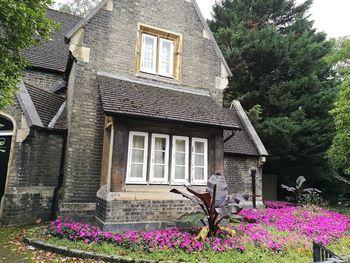 Flowers growing outside house