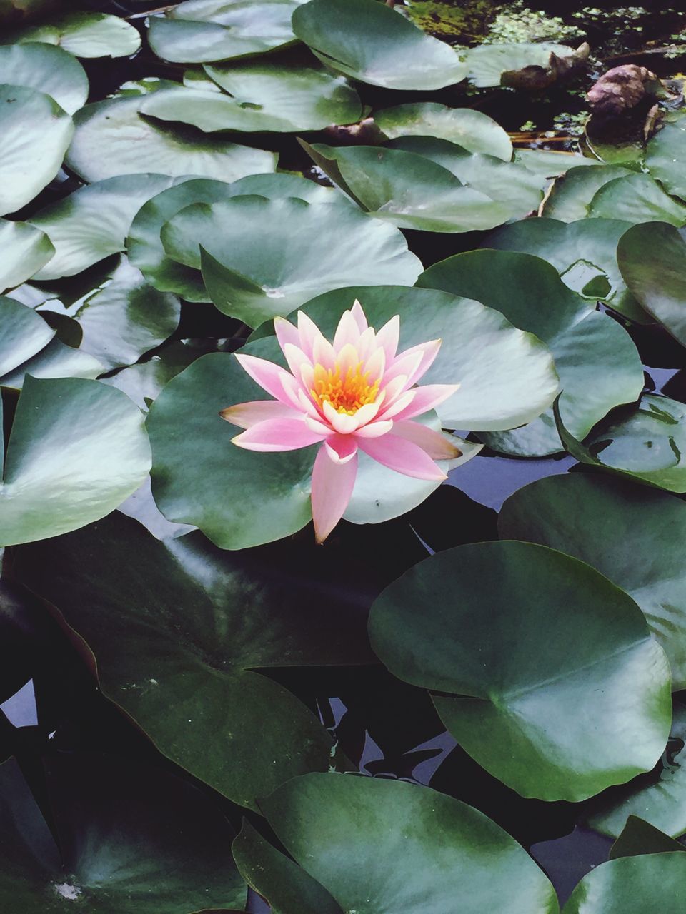 flower, beauty in nature, nature, fragility, freshness, growth, petal, leaf, floating on water, flower head, pink color, water lily, plant, water, lotus water lily, blooming, outdoors, lotus, green color, day, lily pad, no people, close-up