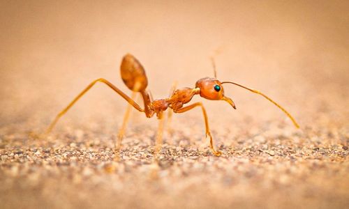 Close-up of ant on field