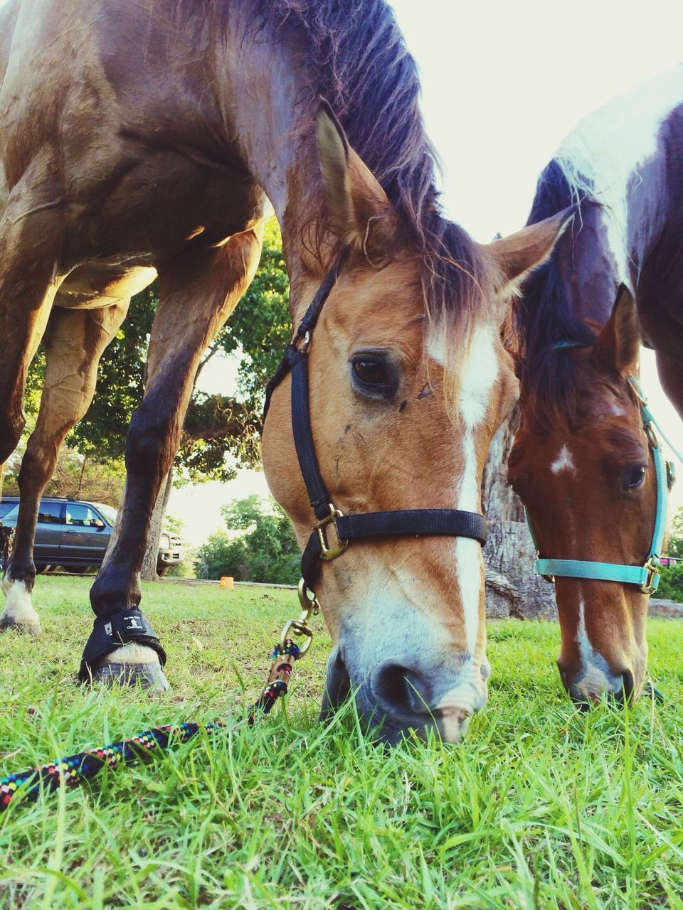 domestic animals, animal themes, livestock, mammal, horse, grass, field, herbivorous, cow, standing, animal head, pasture, grassy, domestic cattle, working animal, grazing, landscape, cattle, nature, rural scene