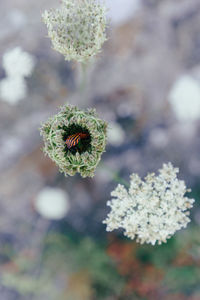 Close-up of flowering plant