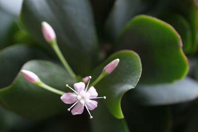 Close-up of pink flowering plant