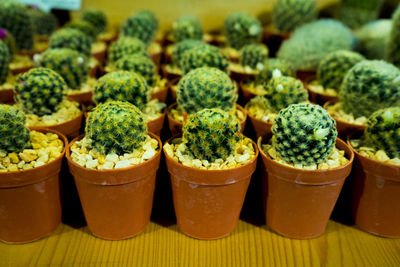 Close-up of potted plants on table