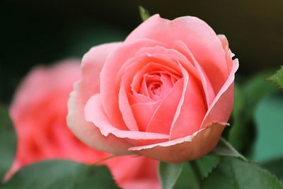 Close-up of pink rose