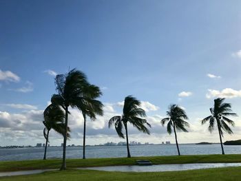 Palm trees on beach against sky