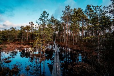 Reflection of trees in lake