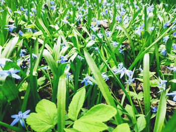 plant