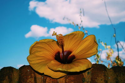 Close-up of hibiscus flower against sky