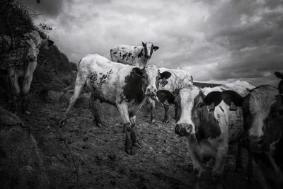 Cows on field against cloudy sky