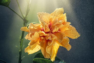 Close-up of wet yellow flower blooming outdoors