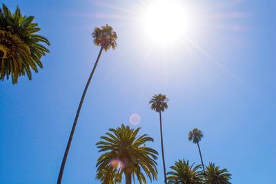 Low angle view of coconut palm trees against blue sky on sunny day