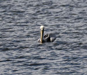 Duck swimming in lake