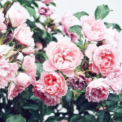 Close-up of rose bouquet