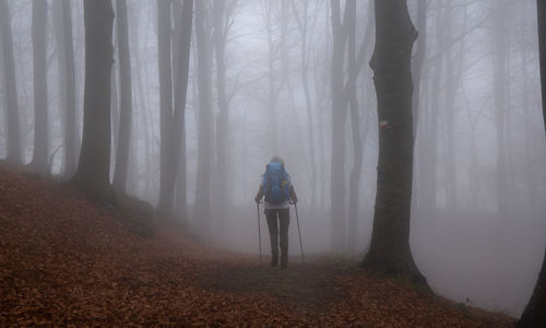 Rear view of woman hiking in forest