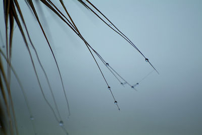 Low angle view of birds flying against the sky