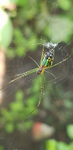 Close-up of spider on web