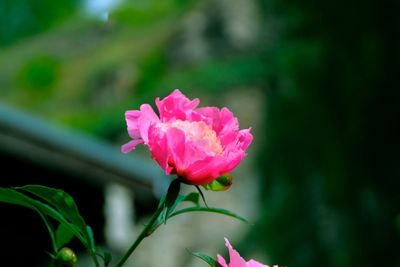 Close-up of pink rose