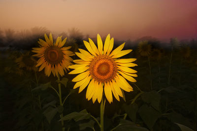 Close-up of sunflower in foggy field against sky during sunset