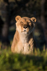 Portrait of female lioness in field