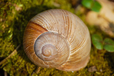 Close-up of snail