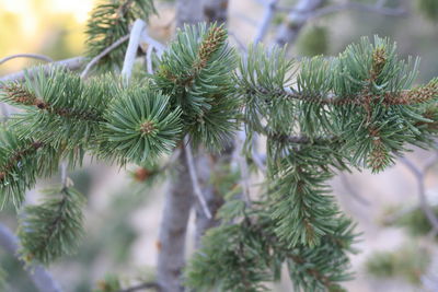 Close-up of plant