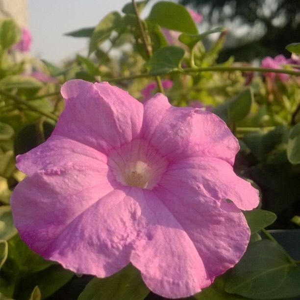 flower, petal, freshness, flower head, fragility, growth, close-up, beauty in nature, purple, focus on foreground, blooming, nature, plant, leaf, pink color, single flower, in bloom, park - man made space, pollen, day