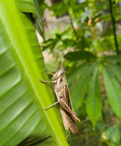 Close-up of insect on leaf