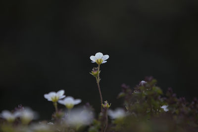 Close-up of white flowers blooming outdoors