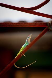 Close-up of colorful lizard on metal