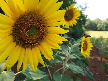 Close-up of yellow sunflower