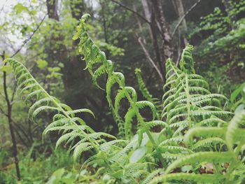 Close-up of fresh green plants in forest